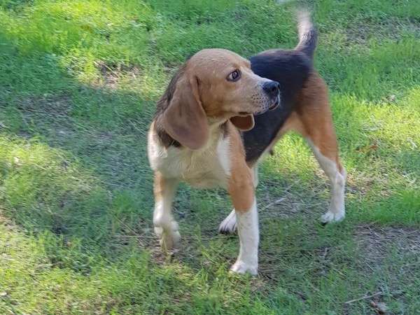 À vendre, femelle Beagle tricolore LOF née en 2016