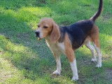 &Agrave; vendre, femelle Beagle tricolore LOF n&eacute;e en 2016