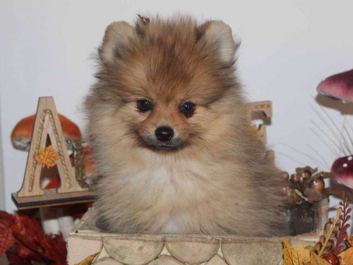 A Vendre Chiot Spitz Nain Male Orange Lof Petite Annonce Chien