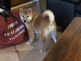 2 femelles Shiba Inu roux LOF