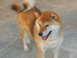 2 femelles Shiba Inu roux LOF