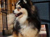 Pomsky F3  pedigree epc  pour une saillie