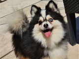 Pomsky F3  pedigree epc  pour une saillie