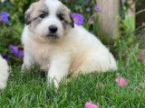 Chiots Montagne des Pyrénées (LOF) de couleur blanche et marron, à vendre