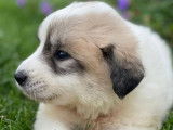 Chiots Montagne des Pyrénées (LOF) de couleur blanche et marron, à vendre