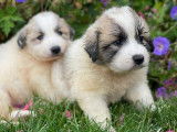 Chiots Montagne des Pyrénées (LOF) de couleur blanche et marron, à vendre