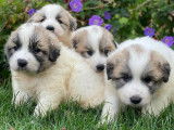 Chiots Montagne des Pyrénées (LOF) de couleur blanche et marron, à vendre