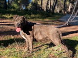 Vente d’un chiot American Bully femelle de couleur noir (LOF)
