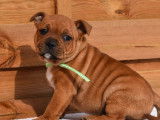 À réserver, trois chiots Staffordshire Bull Terrier, marron (LOF)