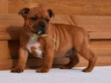 À réserver, trois chiots Staffordshire Bull Terrier, marron (LOF)