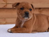 À réserver, trois chiots Staffordshire Bull Terrier, marron (LOF)
