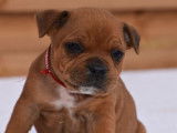 À réserver, trois chiots Staffordshire Bull Terrier, marron (LOF)