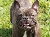 Vente de 2 chiots Bouledogue Français chocolat fawn nés en août 2021 non LOF