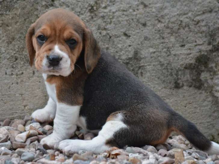 6 chiots Beagle tricolores LOF nés en septembre 2021 à réserver