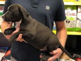 Un chiot LOF American Bully standard noir n&eacute; en ao&ucirc;t 2021 en vente