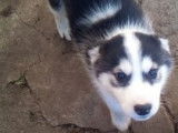 À vendre, quatre chiots Husky de Sibérie mâles, de couleur noire et blanche (non LOF)