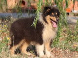 Chiot Colley à Poil Long mâle au pelage tricolore (LOF), à vendre