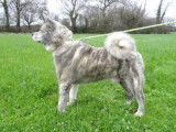 Chien Akita gris et blanc (LOF), disponible pour des saillies
