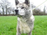 Chien Akita gris et blanc (LOF), disponible pour des saillies