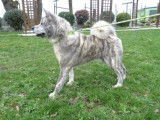 Chien Akita gris et blanc (LOF), disponible pour des saillies