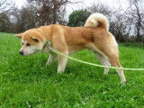 Chien Akita roux (LOF), disponible pour des saillies