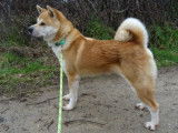 Chien Akita roux (LOF), disponible pour des saillies