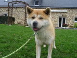 Chien Akita roux (LOF), disponible pour des saillies