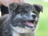 Chiot Akita inu femelle noir et blanche, à vendre (LOF)