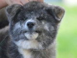 Chiot Akita inu femelle noir et blanche, à vendre (LOF)