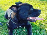 Staffordshire Bull Terrier pour saillie