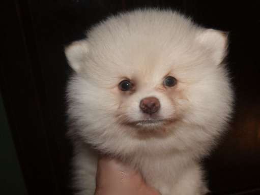 À vendre, un chiot Spitz Pomeranian mâle de couleur crème