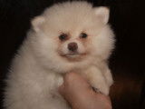 À vendre, un chiot Spitz Pomeranian mâle de couleur crème