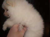 À vendre, un chiot Spitz Pomeranian mâle de couleur crème