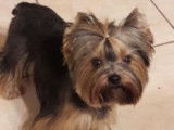 Chien Yorshire (LOF) disponible pour une saillie