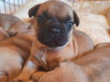 4 Chiots Bulldog français mâles (LOF), à réserver