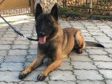 Excellent Malinois à vendre