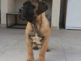 Vente de deux chiots Bullmastiff mâles (LOF)