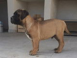 Vente de deux chiots Bullmastiff mâles (LOF)