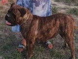 Vente de deux chiots Bullmastiff mâles (LOF)