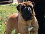 Vente de deux chiots Bullmastiff mâles (LOF)
