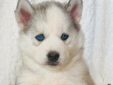 Trois chiots femelles Husky Sibérien (non LOF), à réserver