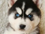 Trois chiots femelles Husky Sibérien (non LOF), à réserver