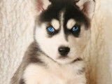 Trois chiots femelles Husky Sibérien (non LOF), à réserver