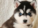 Trois chiots femelles Husky Sibérien (non LOF), à réserver