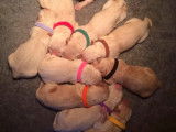 &Agrave; r&eacute;server, chiots Golden Retriever (LOF)