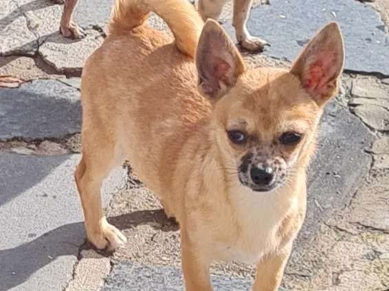 À vendre, chiot Chihuahua mâle (non LOF)