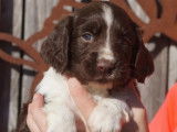 &Agrave; vendre, un chiot Springer Spaniel m&acirc;le de couleur marron (LOF)