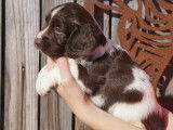 &Agrave; vendre, un chiot Springer Spaniel m&acirc;le de couleur marron (LOF)