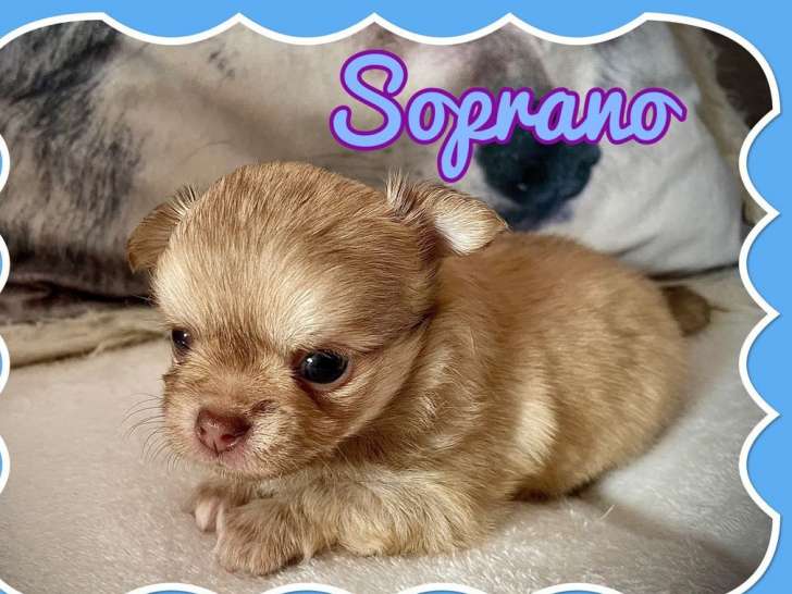 3 chiots Chihuahua à poils longs nés en 2021 LOF à réserver