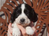 Vent de trois chiots Springer Spaniel mâles (LOF)